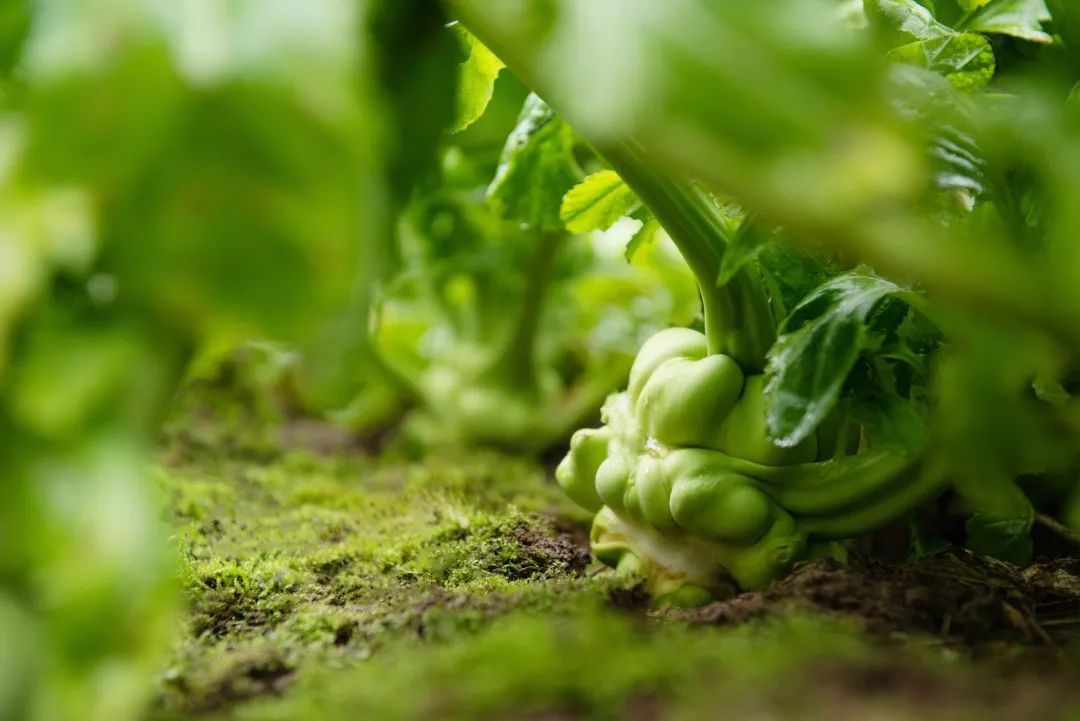 中國國家地理為《烏江》拍紀錄片，探索一包榨菜的前世今生