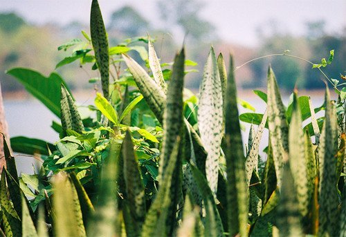 關于小清新膠片風格的調色思路