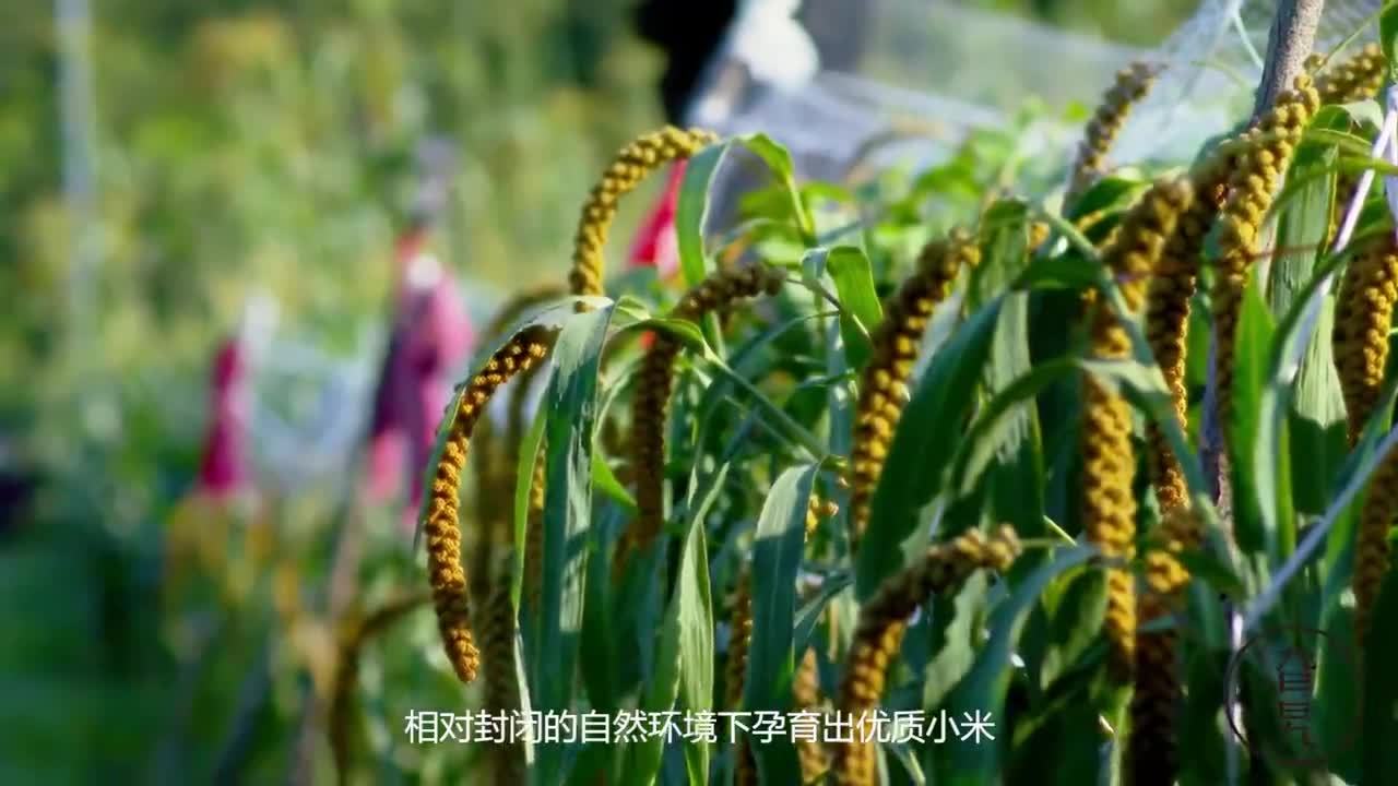 紀錄片薛家峪《生態農業》